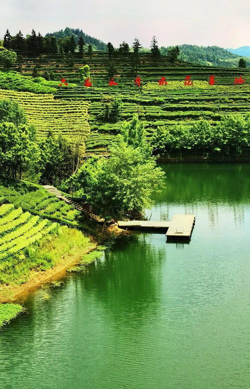 大美金寨 六安西茶谷，一葉傾城醉山水